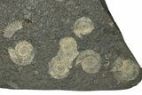 Fossil Ammonite Cluster - Posidonia Shale, Germany #343463-1